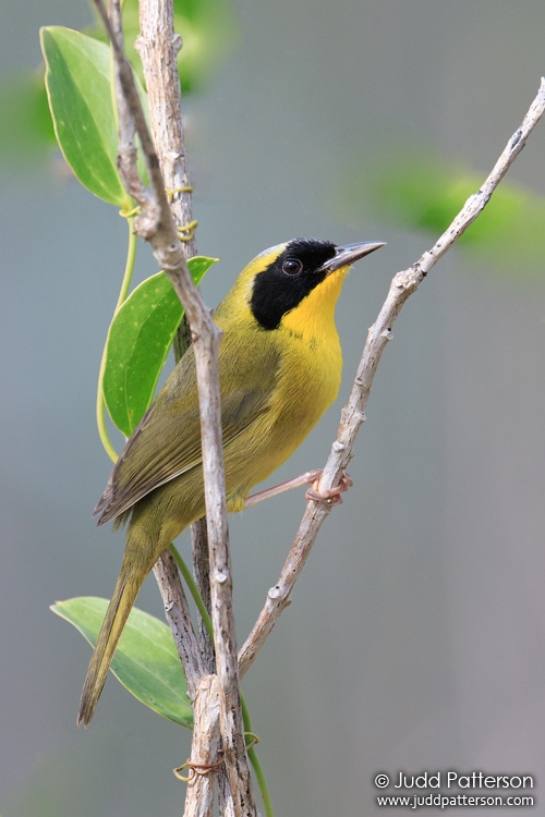 Bahama Yellowthroat, Abaco National Park, Bahamas